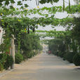 三合莊村(邢台市三合莊村) 三合莊村(邢台市三合莊村)