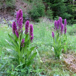 Dactylorhiza majalis Dactylorhiza majalis