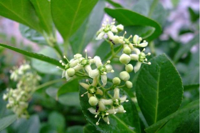 Euonymus japonicus Euonymus japonicus