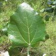 毛白楊(楊柳目楊柳科植物)