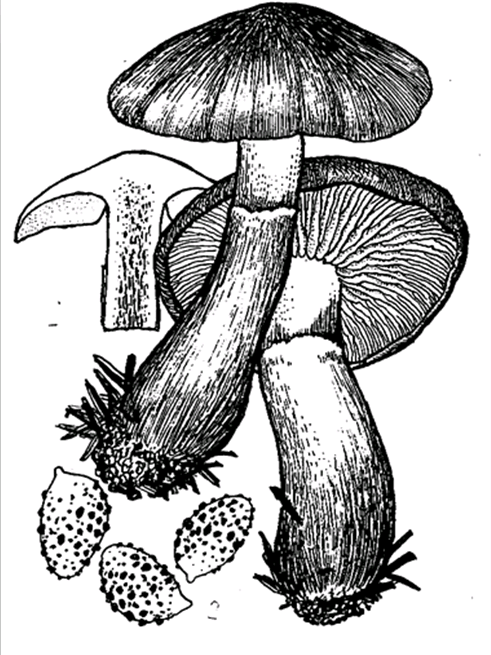 牛絲膜菌 牛絲膜菌