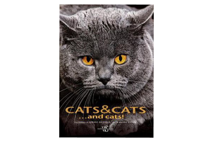 貓攝影CATS CATS AND MORE CATS 貓攝影CATS CATS AND MORE CATS