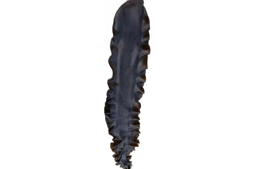 海農1號(海帶水產品) 海農1號(海帶水產品)