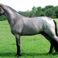 田納西走馬 田納西走馬
