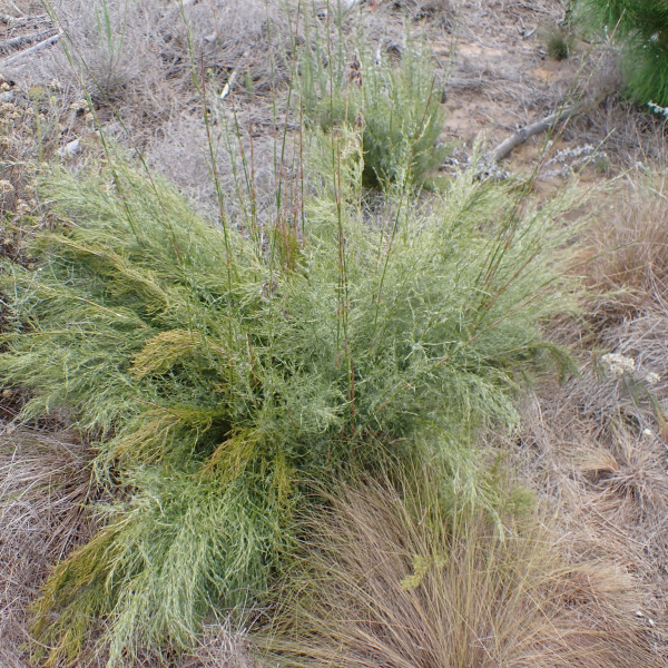 Thamnochortus glaber