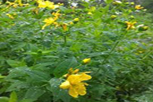 Hypericum pyramidatum Hypericum pyramidatum