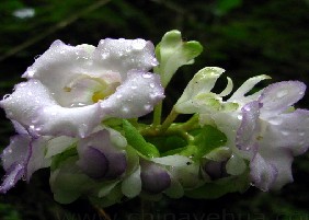 大花旋蒴苣苔