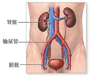 腎結構圖
