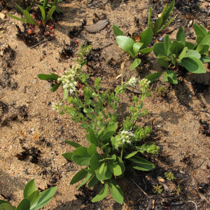 Stomatanthes tundavalaensis