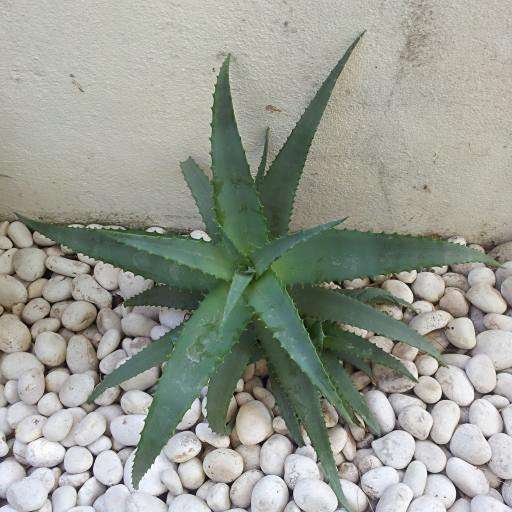 七寶錦 七寶錦
