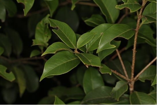 Forsythia \x27Minfor6\x27 SHOW OFF STARLET