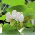 白扁豆花