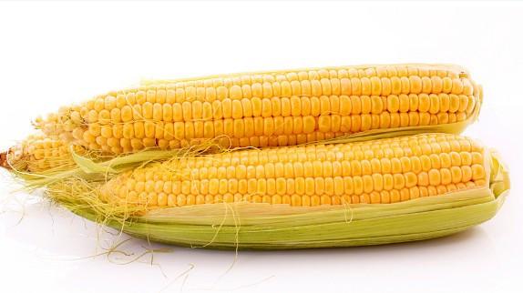 玉米品種龍單35