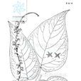 五瓣楊 五瓣楊