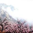 杏花村(雲南省易門縣杏花村)