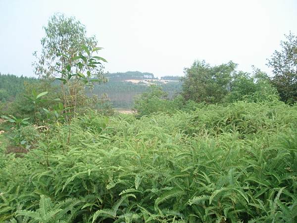 平亢地 平亢地