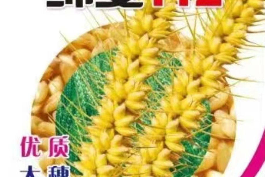 綿麥112 綿麥112
