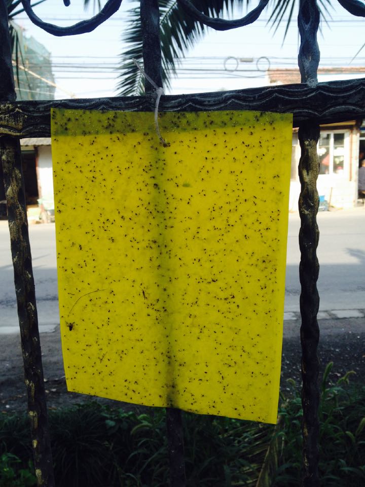 黃色粘蟲板