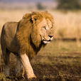 西非獅(塞內加爾獅)