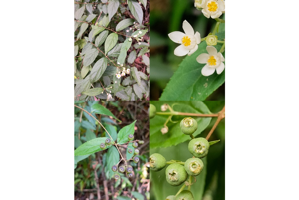 大果溲疏 大果溲疏
