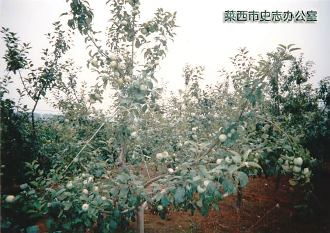 垛山前村 垛山前村