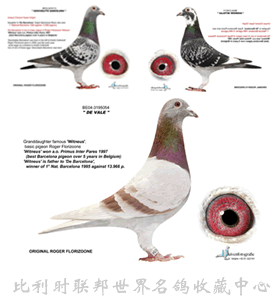 鴿眼結構圖