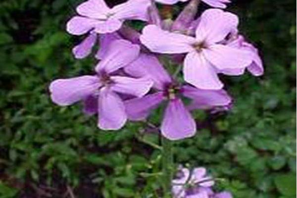 Hesperis matronalis Hesperis matronalis
