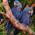 紫藍金剛鸚鵡(藍金剛鸚鵡)
