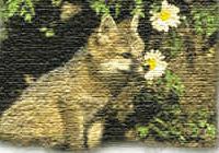 南加州貓狐（於1903年滅絕）