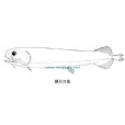 厚巨口魚 厚巨口魚
