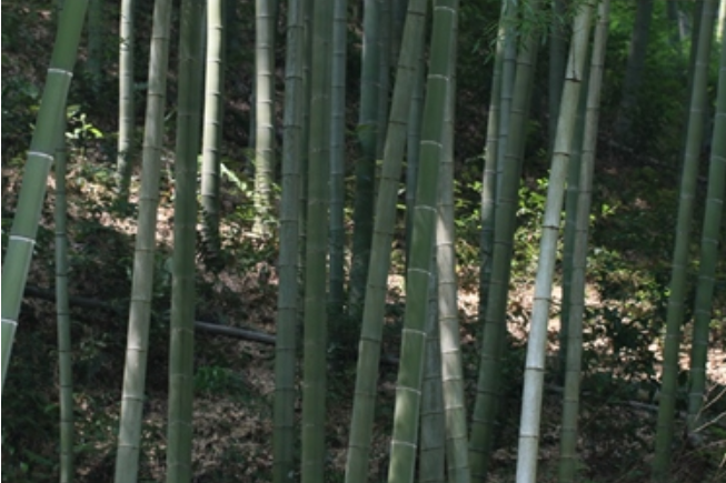 花龜竹 花龜竹