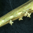 金絲草(牛母草) 金絲草(牛母草)