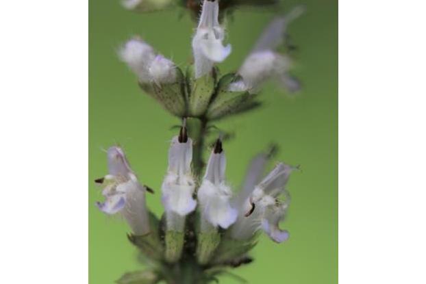 Salvia rosmarinus \x27Joyce DeBaggio\x27