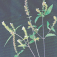 五香草 五香草