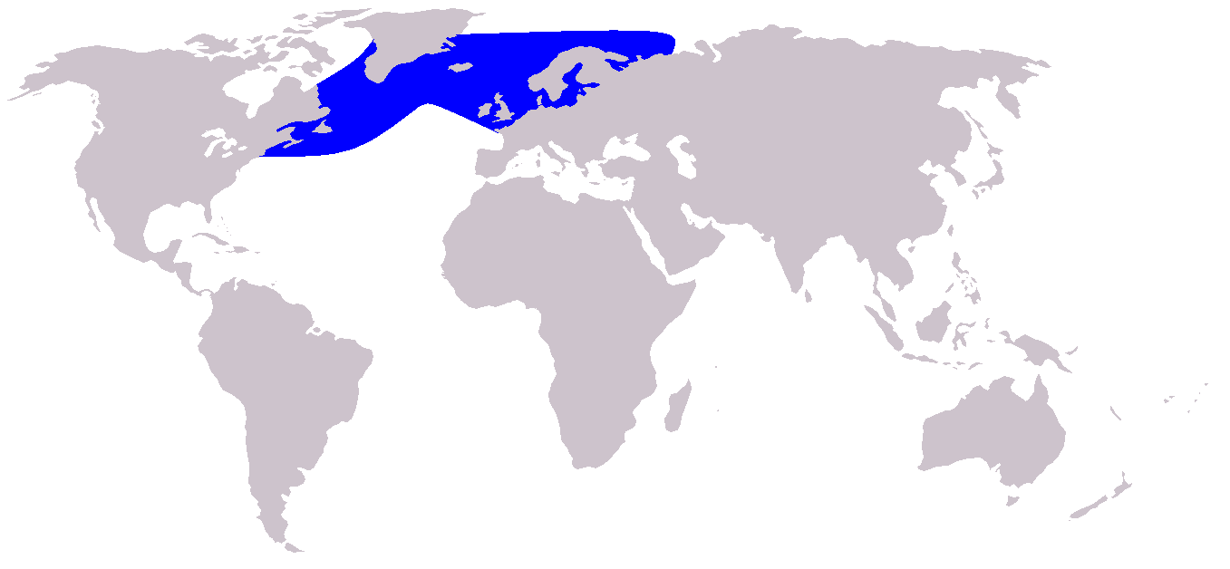 白喙斑紋海豚分布