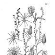 狹果鶴虱 狹果鶴虱