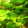 歧裂水毛茛 歧裂水毛茛