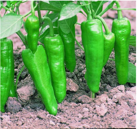 中椒6號(中椒六號) 中椒6號(中椒六號)