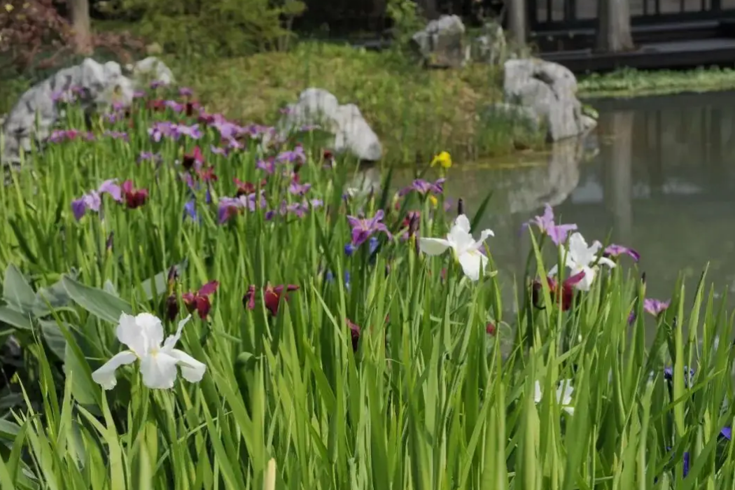 Iris \x27Pure As Gold\x27