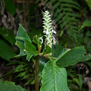 Larsenianthus careyanus