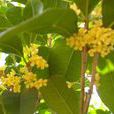 山桂花屬 山桂花屬