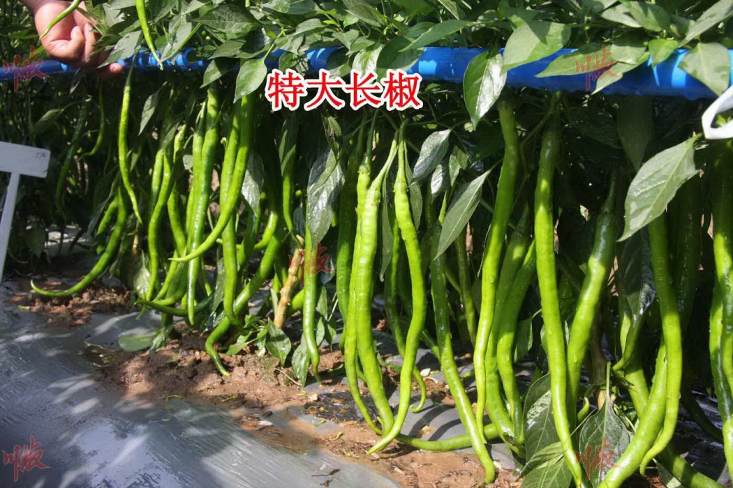 特大長椒 特大長椒