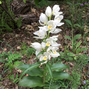 Cephalanthera kotschyana