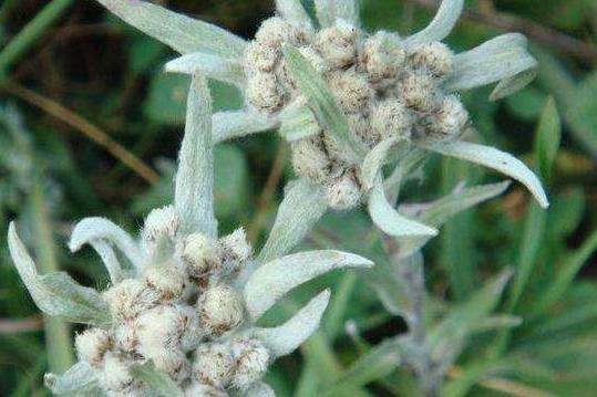 黑苞火絨草 黑苞火絨草