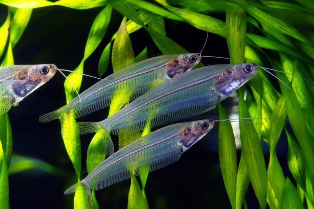 玻璃鮎魚 玻璃鮎魚