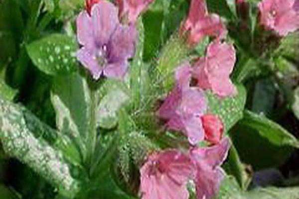 Pulmonaria \x27Berries and Cream\x27