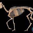 三趾馬 三趾馬