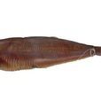 後鰭魚 後鰭魚