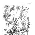 天山豬毛菜 天山豬毛菜