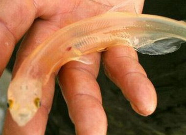 黃河裡的透明魚